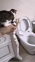 17542338991720.mp4