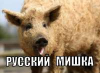 Русский мишка.jpg