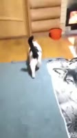 17542623737180.mp4