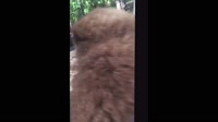 16433064280071.mp4