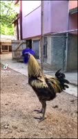 17527891860090.mp4
