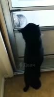 кринжекот.mp4