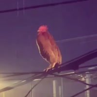 17486194223571.webm