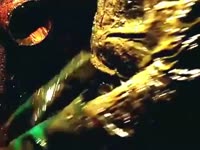 17529445579810.mp4