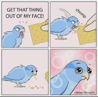 bird-get-that-thing-out-of-my-face-v0-o5i0mgi9ba1b1.webp
