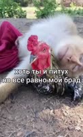 17169581672770.mp4