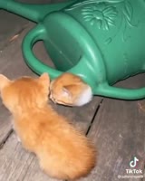 cEI6KgAzoFfICJlW.mp4