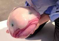 blobfish-620x428.jpg