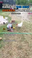 17546662996486558.mp4