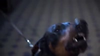 175481684302744944.mp4