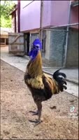 17527891860090.mp4