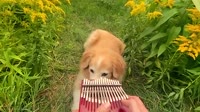 Here Comes The Sun on a Kalimba.mp4