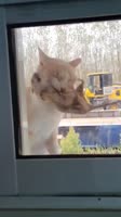 17541811720431.mp4