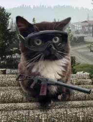 all-cats-from-eft-official-tiktok-v0-sip3i4nubrpb1.jpg