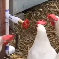 курочки не понимают.mp4