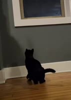 1755295926975.webm