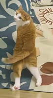1755606844888.webm
