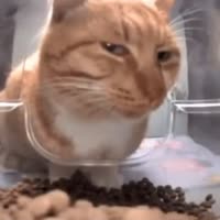 17179714975980.webm
