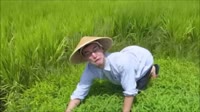 RICE FIELDS.webm