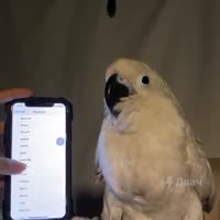 17378226834650.mp4