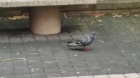 15876682347172.mp4