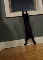 1755625597212.webm