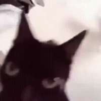 shaking cat 1.gif