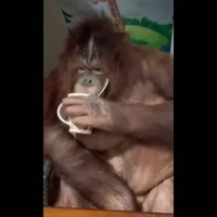 17494093726661.webm