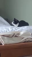 17552774647871.mp4