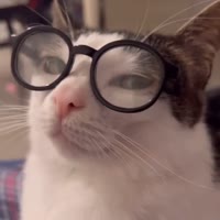 Котик в очках.mp4