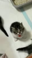 16850620079990.webm
