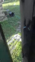 123524634.webm
