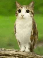 stare-cat.gif