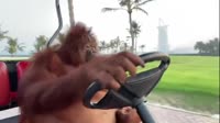17061785165460.webm
