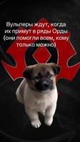 Вульперы ждут.mp4