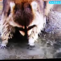 16867741756730.webm