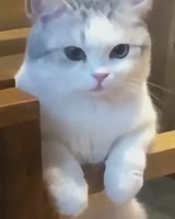 236109945237.webm