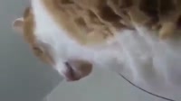 17553729144200.mp4