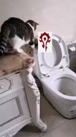1754233.mp4
