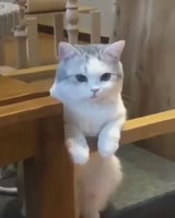 236109945237.webm
