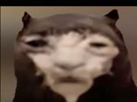 3222.webm