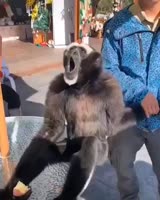 1653093959478.webm