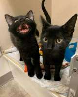 котэ-тьмаленькость-черный-кот-9053340.jpeg