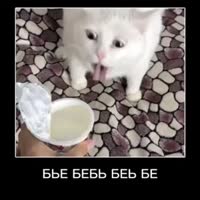 алё бл хахаха мем тикток.webm