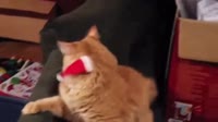 16426097464853.mp4