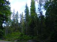 MixedPicea(Spruce)forestfromVestfoldcountyinNorway.jpg