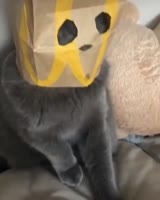 15799754404460.mp4
