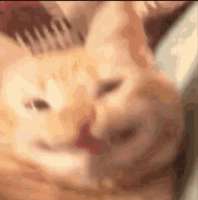 17449799812760.gif