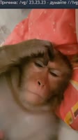 17564035235240.webm