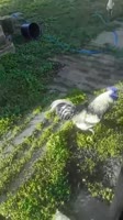 123524634.webm